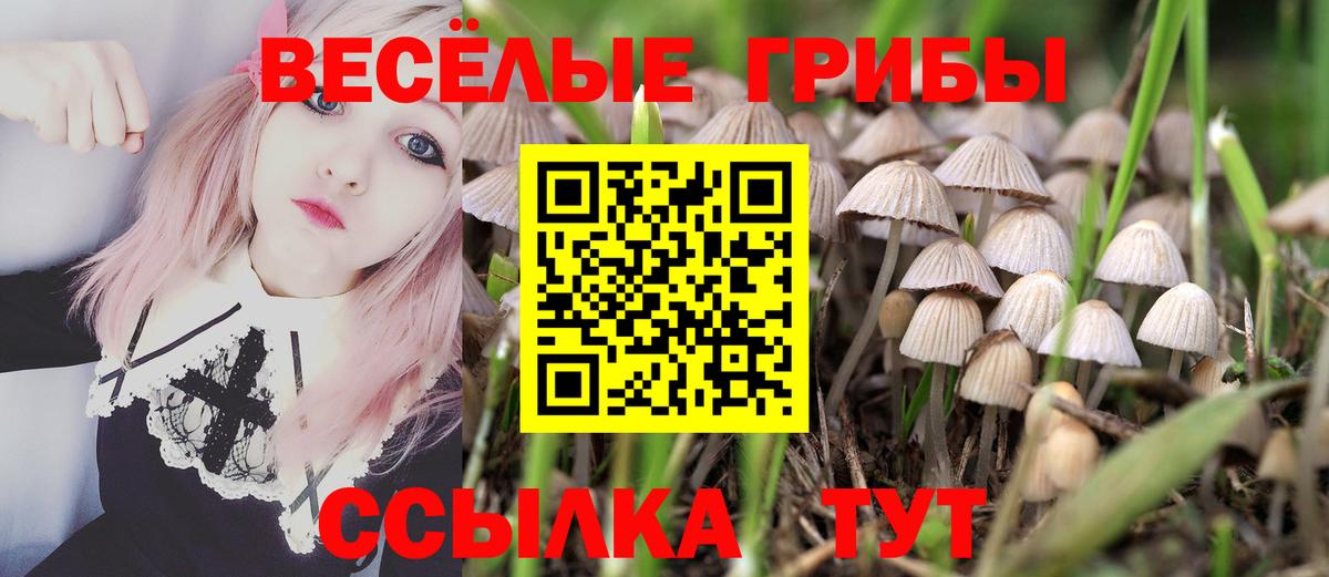 Псилоцибиновые грибы Psilocybe Элиста